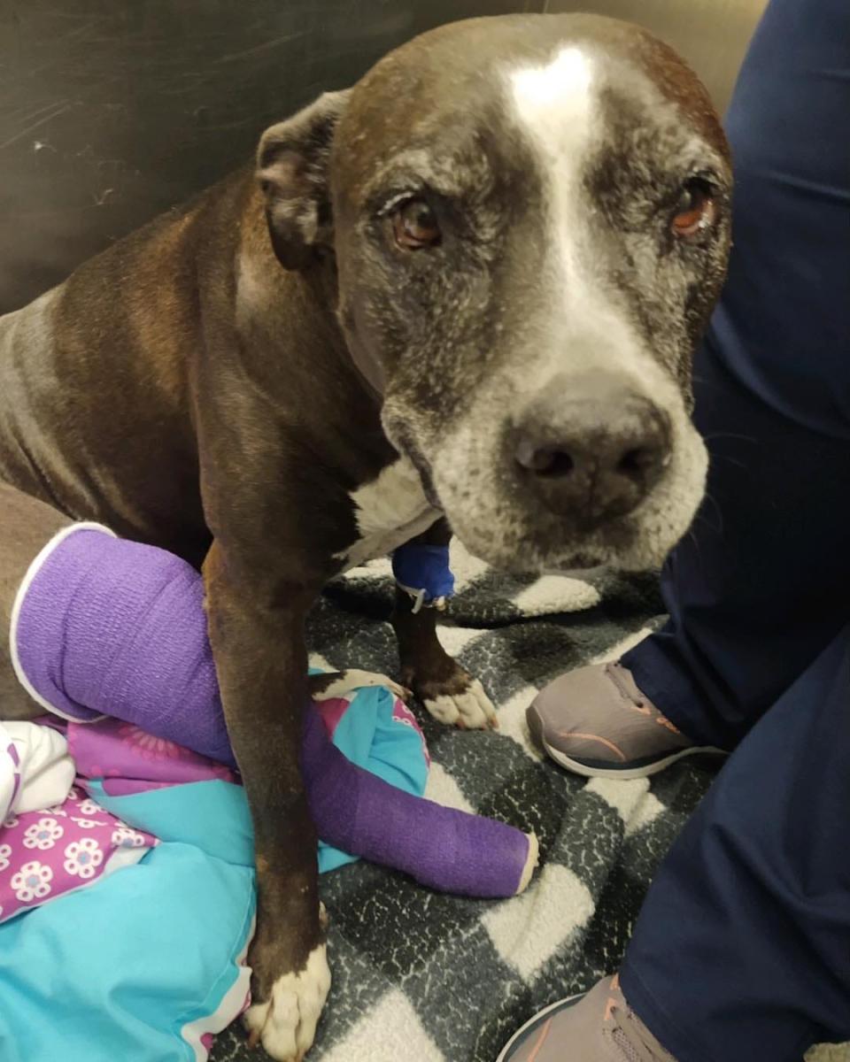 ARC shelter dog Oreo just had knee surgery. The no-kill shelter is raising money to pay for the $3,000 bill through the Betty White Challenge.