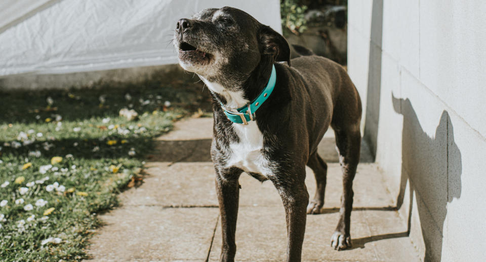 Photo shows a dog barking after someone complained about a noisy dog in Byron Bay. 