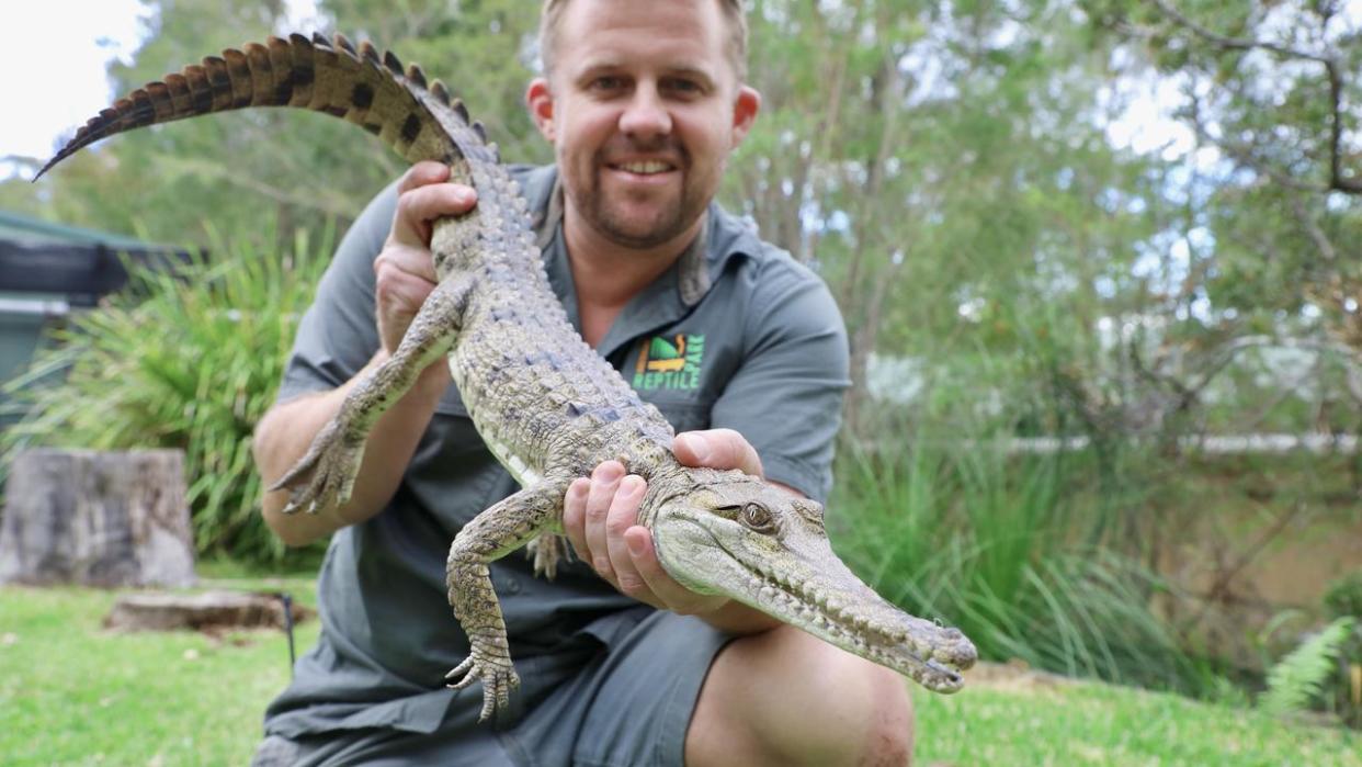 A metre-long freshwater crocodile, suspected to be an illegal pet, has been found lounging in the back of a Umina property. Picture: Australian Reptile Park