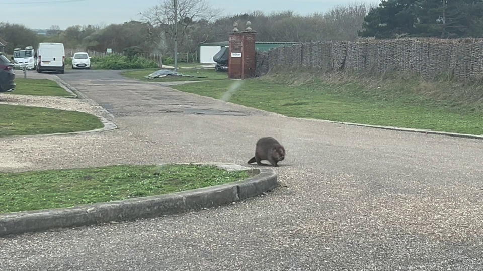 The beaver was later rescued and cared for. (SWNS)