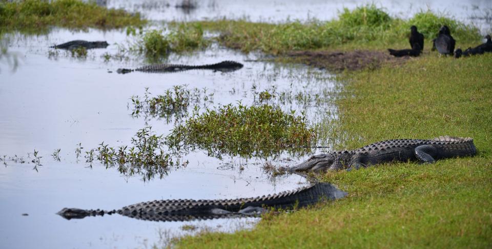 Alligators line up along the bank of Deep Hole, a 131-foot sinkhole at the south end of Lower Myakka Lake at Myakka River State Park. The area is designated as a wilderness preserve and is limited to just 30 visitors per day.