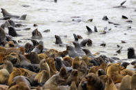 <p>Hundreds of Cape fur seal fight for position in the water and on the beach at the Cape Cross Seal Reserve in Namibia. (Photo: Gordon Donovan/Yahoo News) </p>