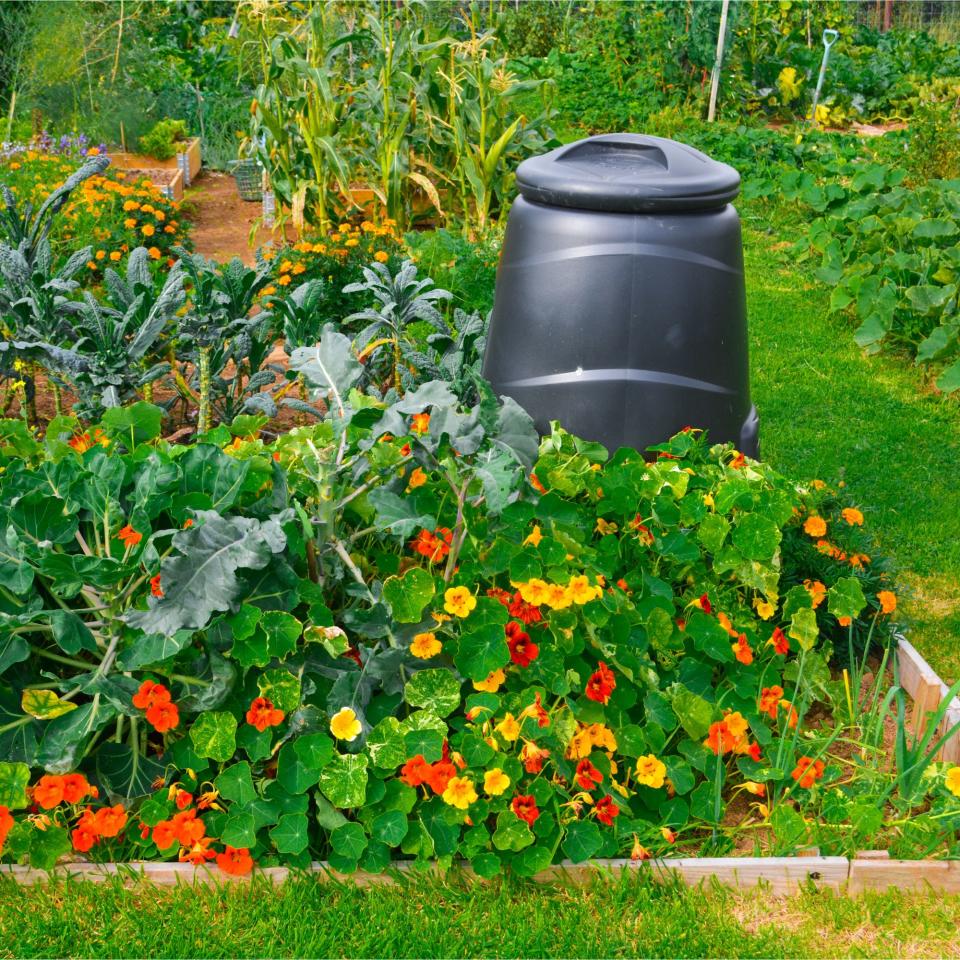 A colourful allotment garden in the summer with flowers, vegetables and a compost bin