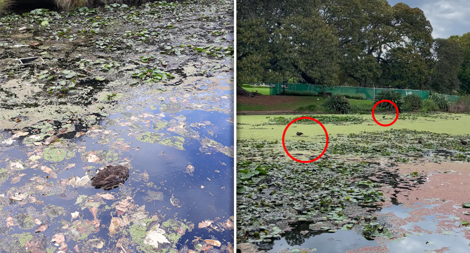 Left - a dead duck in the lake. Right - red circles around living ducks on the lake.