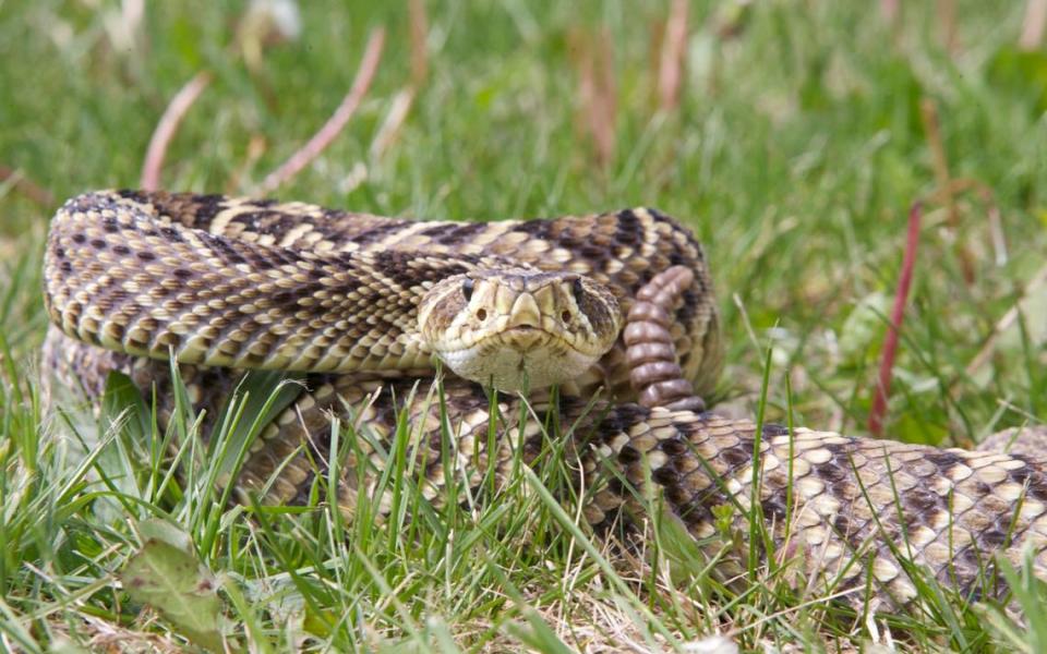 An Eastern Diamondback Rattlesnake in a defensive posture ready to strike with its rattle next to its head.