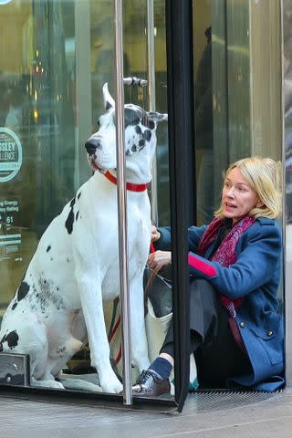 <p>Jose Perez/Bauer-Griffin/GC Images</p> Naomi Watts filming 'The Friend'