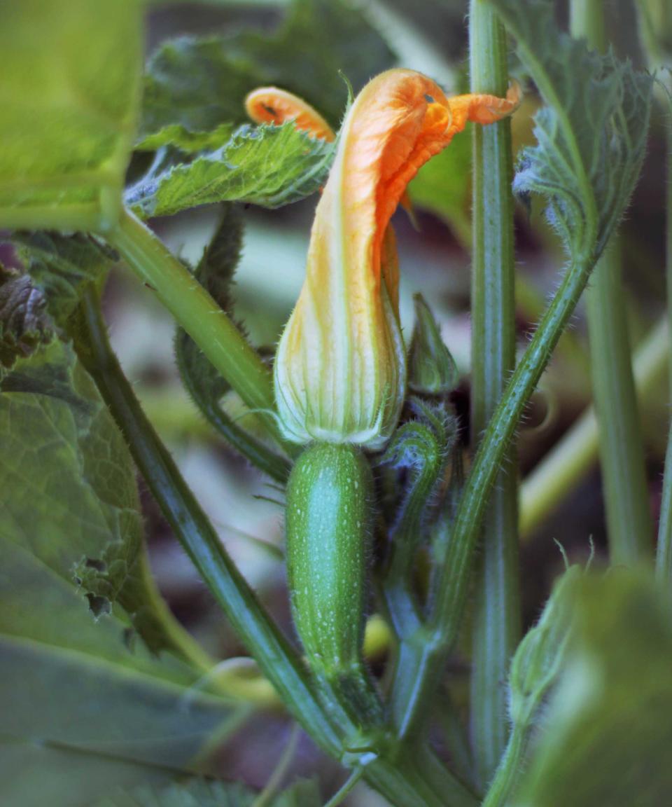 5. Courgettes