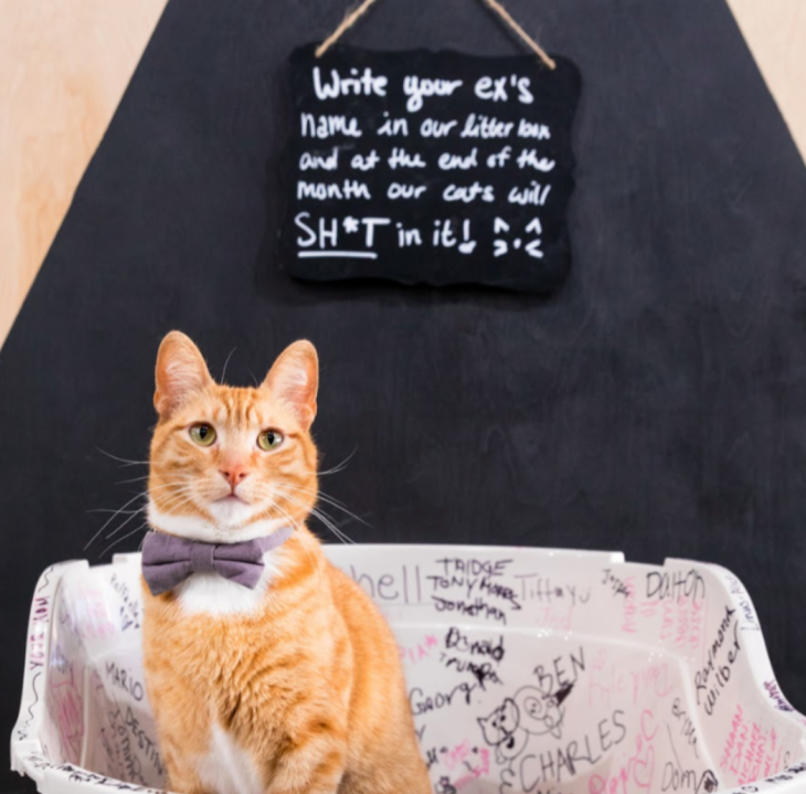One of the cats from Crumbs & Whiskers is shown in this photo provided by the cat cafe.