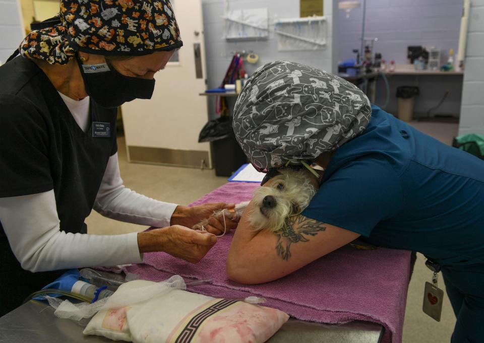 The staff of the Humane Society of Vero Beach & Indian River County work to spay and neuter their shelter and customer animals in their care on Tuesday, June 29, 2021, at the shelter on 77th Street just north of Vero Beach. The humane society is providing a low cost service to residents in Gifford and Fellsmere, thanks to a grant from PetSmart to service those communities.