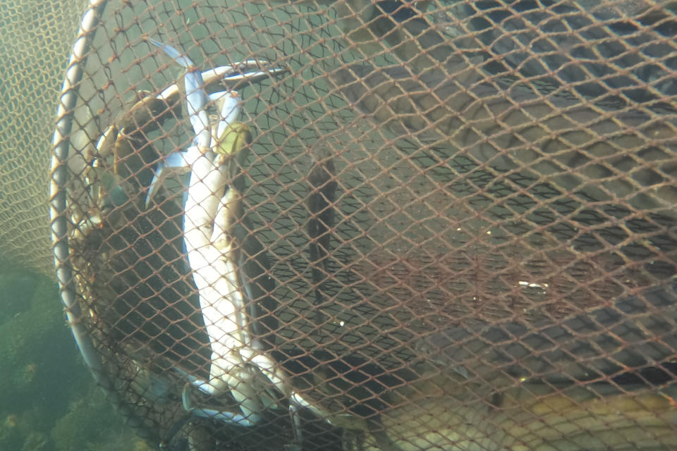 A blue crab is seen into a fishnet in the Orbetello lagoon, Italy, Monday, Aug. 14, 2023. Every morning, Tuscan fishermen in the Orbetello Lagoon retrieve nets left in the water to catch sea bream, sea bass and especially eels, but increasingly they are finding thousands of voracious blue crabs, an alien species that has invaded seas all over Italy, causing considerable damage to the marine ecosystem and fishing. (AP Photo/Luigi Navarra)