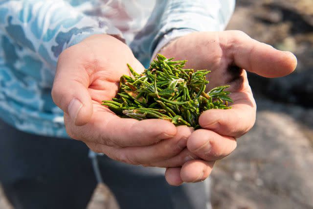<p>Pat Kane</p> Labrador tea leaves gathered on a small island in the lake.