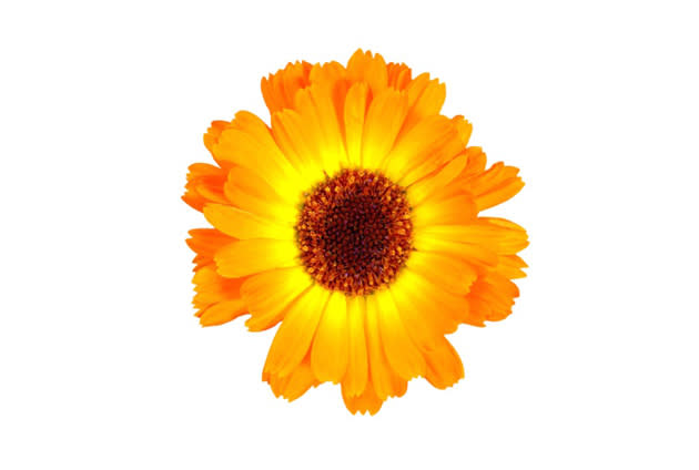 Sie liebt mich, sie liebt mich nicht: Ringelblume. (Foto: thinkstock)