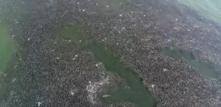 A drone video shot off Long Island, New York, captures a shark swimming through a massive school of fish.  (Screengrab of Twitter video from @fishguyphotos)