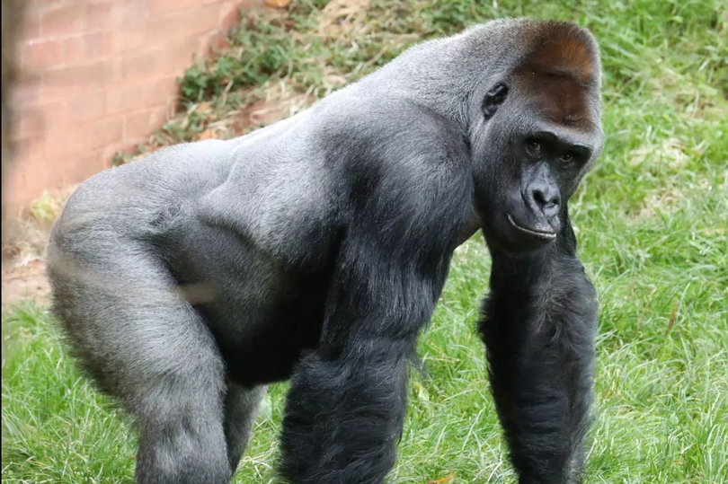 The UK's oldest silverback gorilla, has died at the age of 42