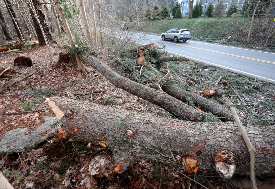 Evidence of freshly fallen and cut up pine trees in two different locations along Route 128 in Armonk are pictured April 4, 2024.