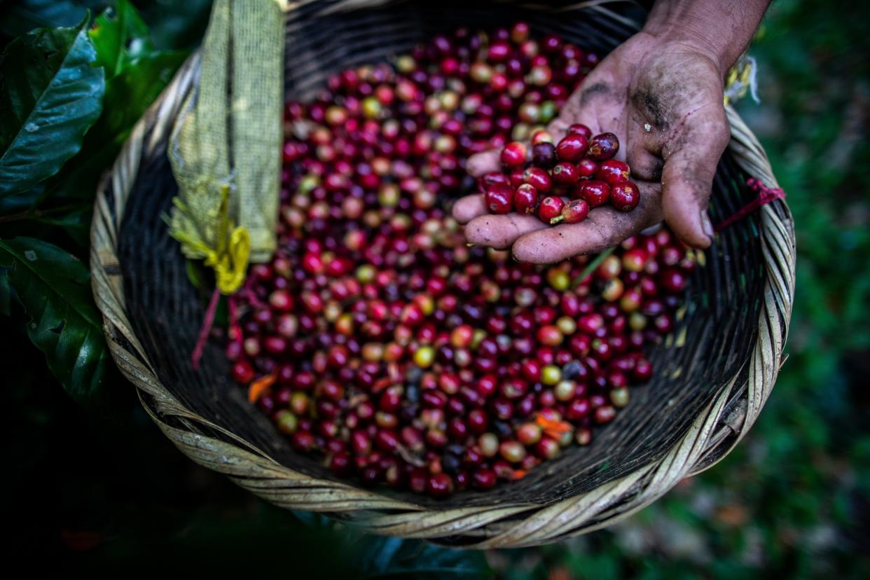 Un trabajador de la cosecha de café muestra las cerezas de café recolectadas recientemente en la finca de café La Hammonia (Getty Images)