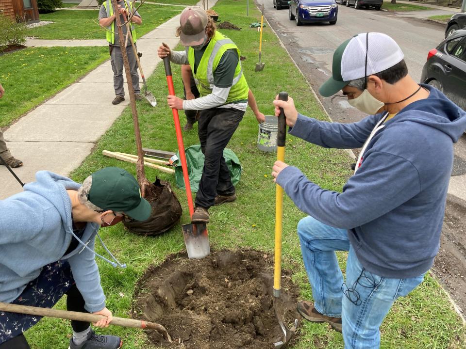 Preparing the ground for a tree planting in the Old North End.