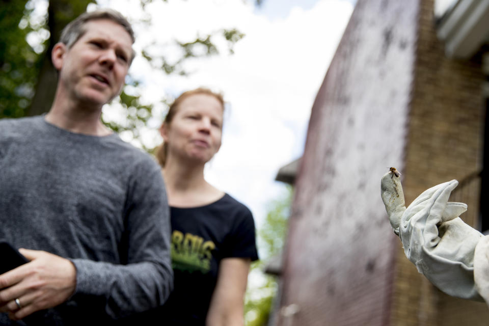 Homeowners Brett Kay and Monika Ringuette, at left, hesitantly take a closer look at a bee that rests beekeeper Erin Gleeson's glove after she helped capture a swarm of honey bees to relocate them to a bee hive, Friday, May 1, 2020, in Washington. “Beekeepers needed to be essential because often the hives that they keep are not on their property,” says Tommy Wells, director of the D.C. Department of Energy & Environment and a former member of the City Council. “So, they need to be able to travel and get to their bee colonies.” (AP Photo/Andrew Harnik)