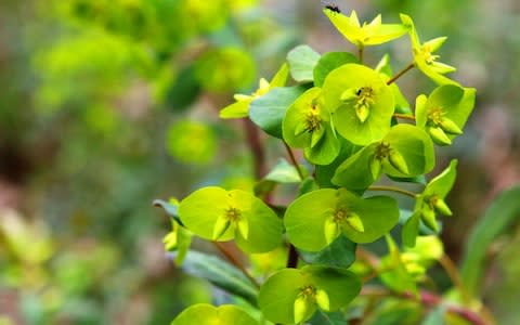 Euphorbia corallioides - Credit: Andrew Crowley