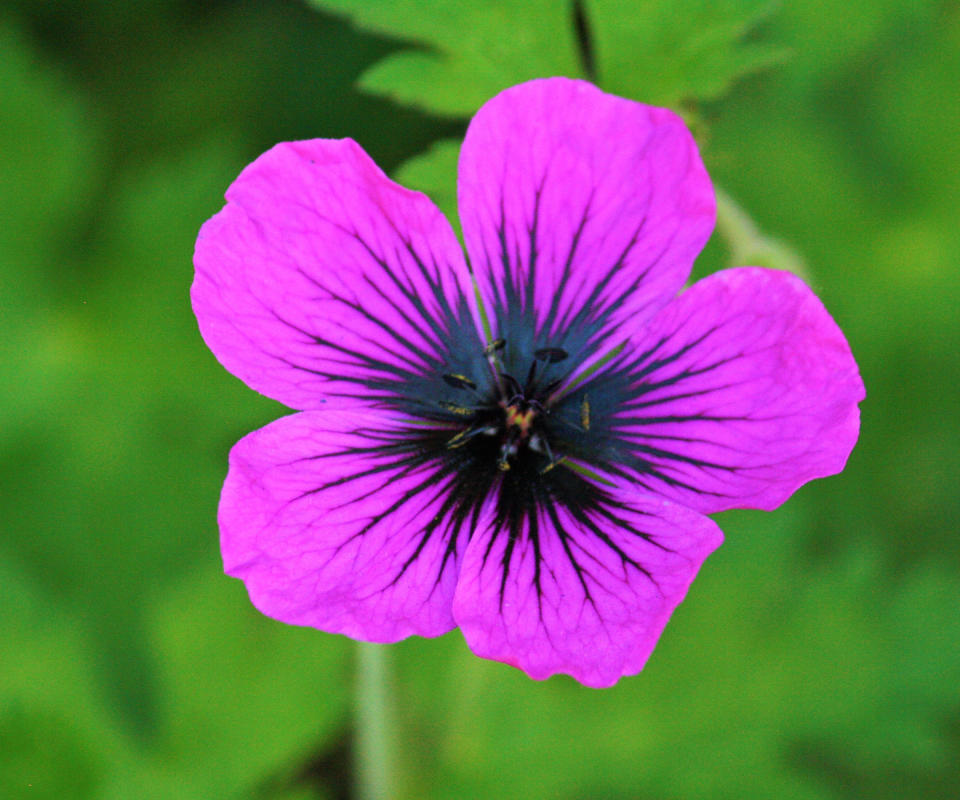 hardy geranium Ann Folkard flowering in border display