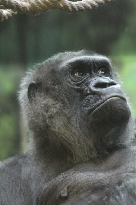 Helen, a Louisville Zoo gorilla. Helen died on Oct. 14, 2022, at age 64.