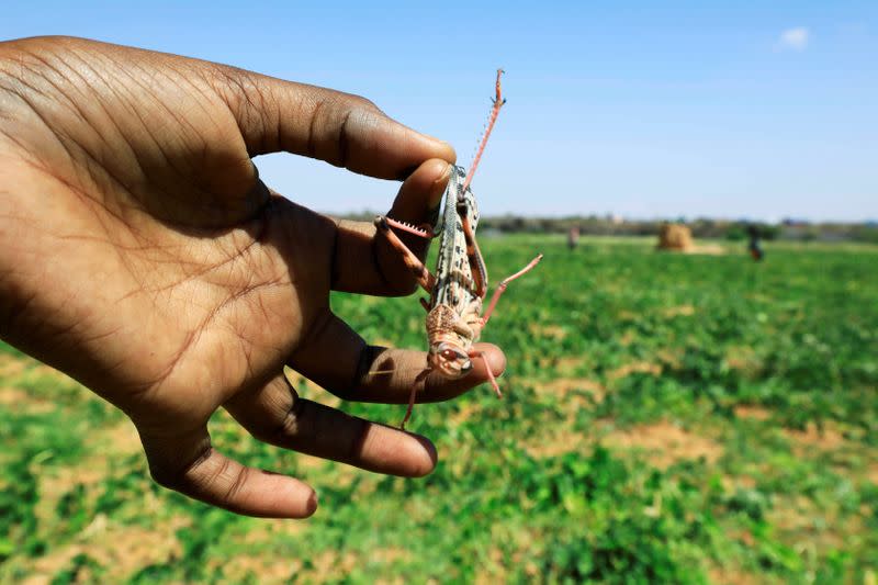 A Somali boy holds a desert locust in a grazing land on the outskirt of Dusamareb in Galmudug region