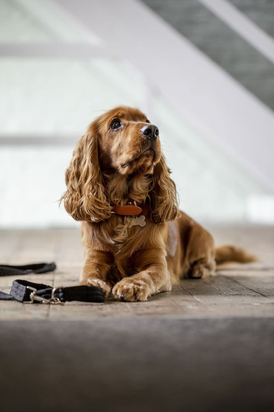 loyal dog breeds cocker spaniel