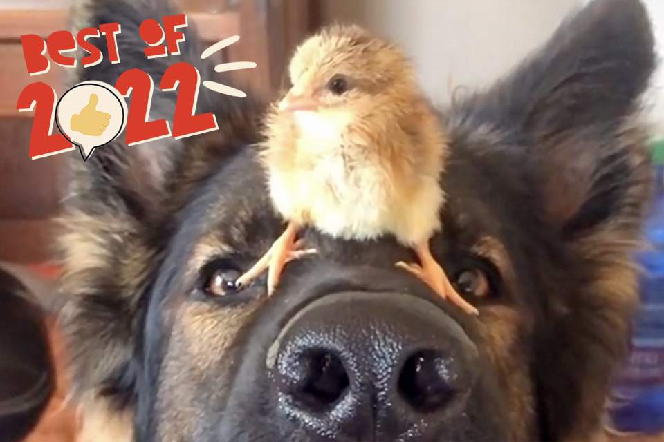 Dog balancing a baby chick on his nose so gently; best feel-good stories in 2022