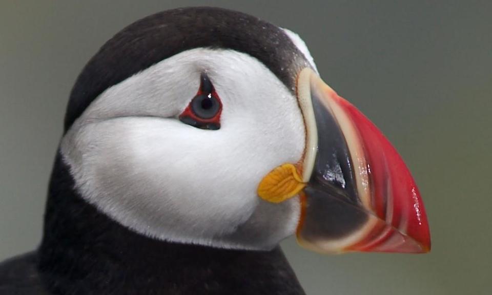 Primarily inhabited by nesting puffins, the islands of North Rock and Machias Seal remain the only disputed lands between US and Canada.