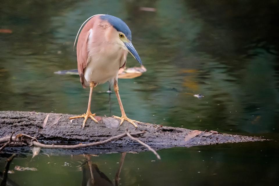 The Nankeen Night Heron is a host of Murray Valley encephalitis virus. Paul Balfe/Flickr