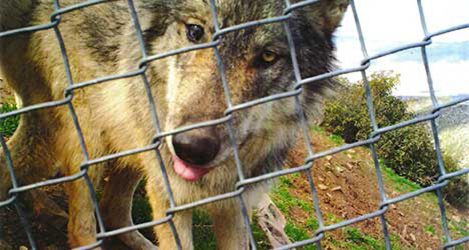 This 2018 photo provided by the California Wolf Center shows a young male Mexican wolf that escaped from the Colorado Wolf and Wildlife Center on Nov. 11, 2018. The endangered wolf had been taken from the California center to the Colorado center to breed with other wolves and it escaped on the day it arrived in the town of Divide, Colo. U.S. government trappers are trying to recapture it. (California Wolf Center via AP)