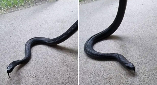 Snakes in a drain: spotted black snake found in Queensland public toilet, Snakes