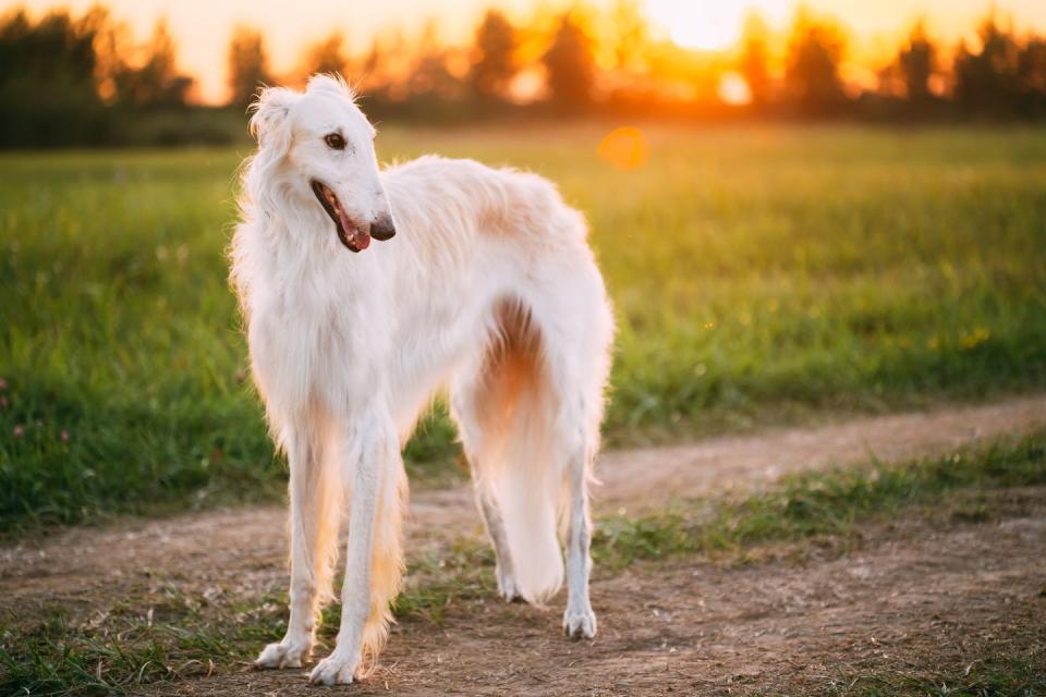 white russian dog, borzoi, hunting dog in summer sunset sunrise