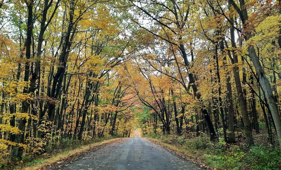 Motorists encountered a tunnel of brightly colored leaves Oct. 21 on Emert Road in Somerset County.