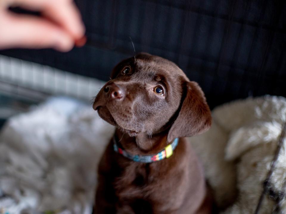 Cachorro labrador de 11 semanas (Getty Images/iStockphoto)