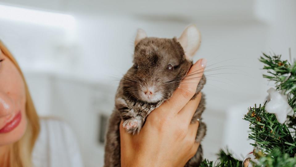 Chinchilla