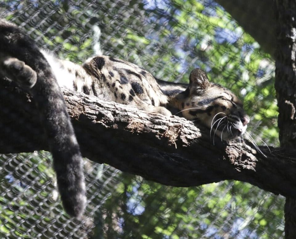 An undated photo of a clouded leopard named Nova resting on a tree limb in an enclosure at the Dallas Zoo.  / Credit: Dallas Zoo via AP
