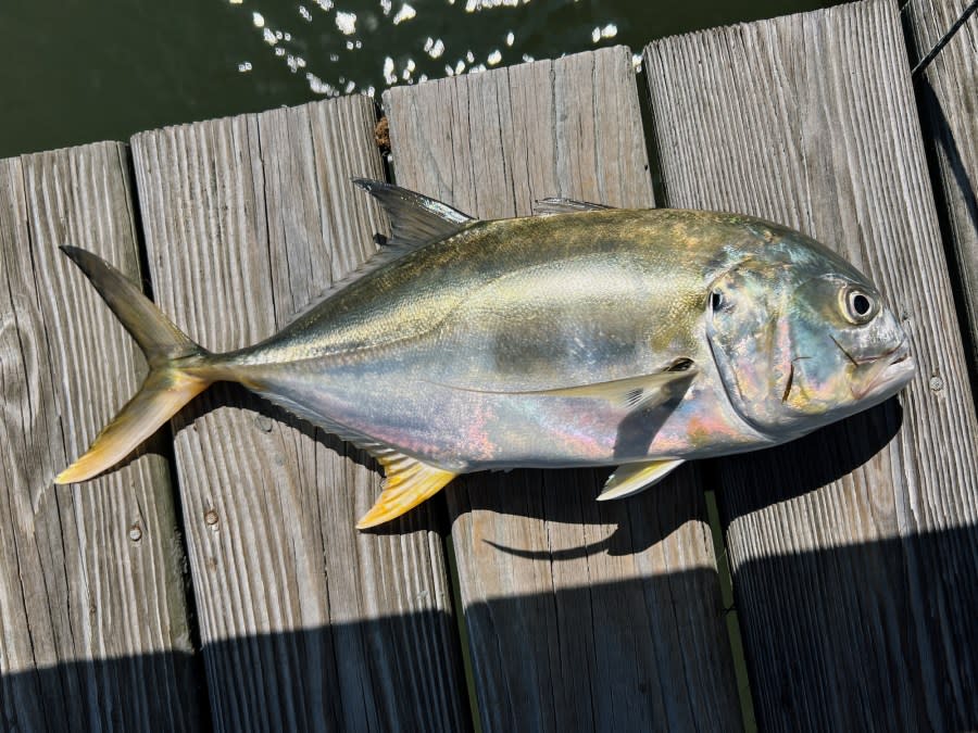 Jack crevalle is laid out in the sunshine on pier boards. (Getty)