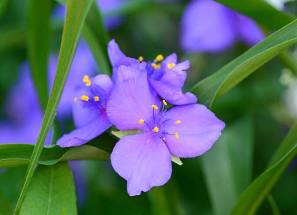 Spiderwort (Tradescantia)