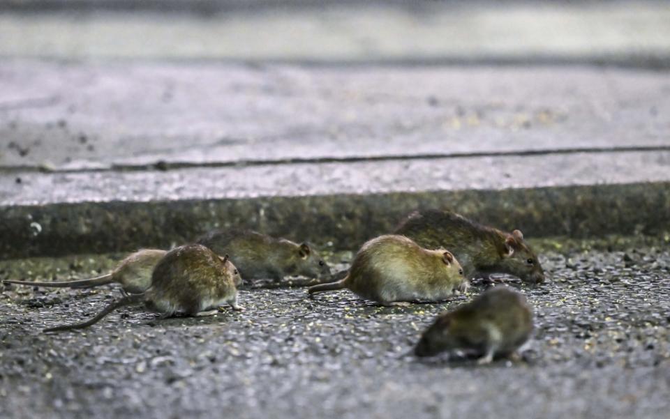 A spike in leptospirosis, spread by rat urine, is causing NYC officials to ring the alarm. Anadolu Agency via Getty Images