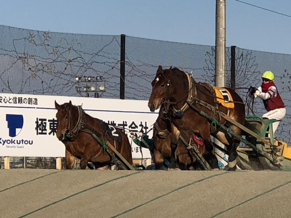 全日本只有帶廣才看得到的「輓曳馬賽馬」，充滿力量之美。