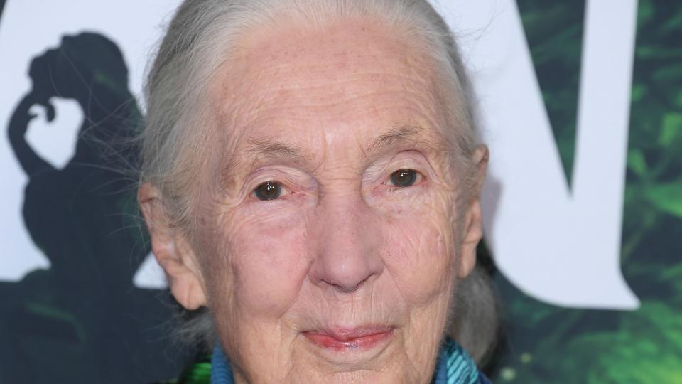 jane goodall wearing a green and blue dress and posing for a photo
