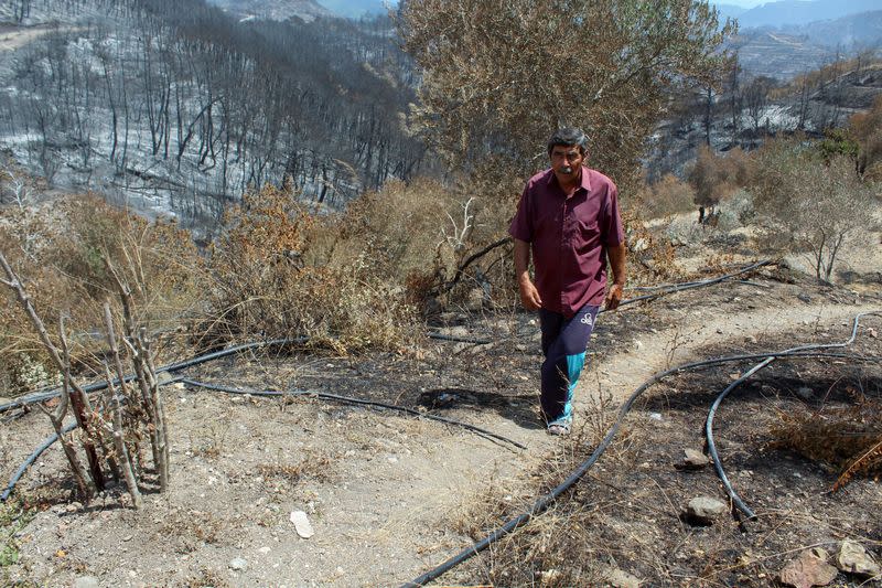 Aftermath of wildfires in the northern countryside of Latakia