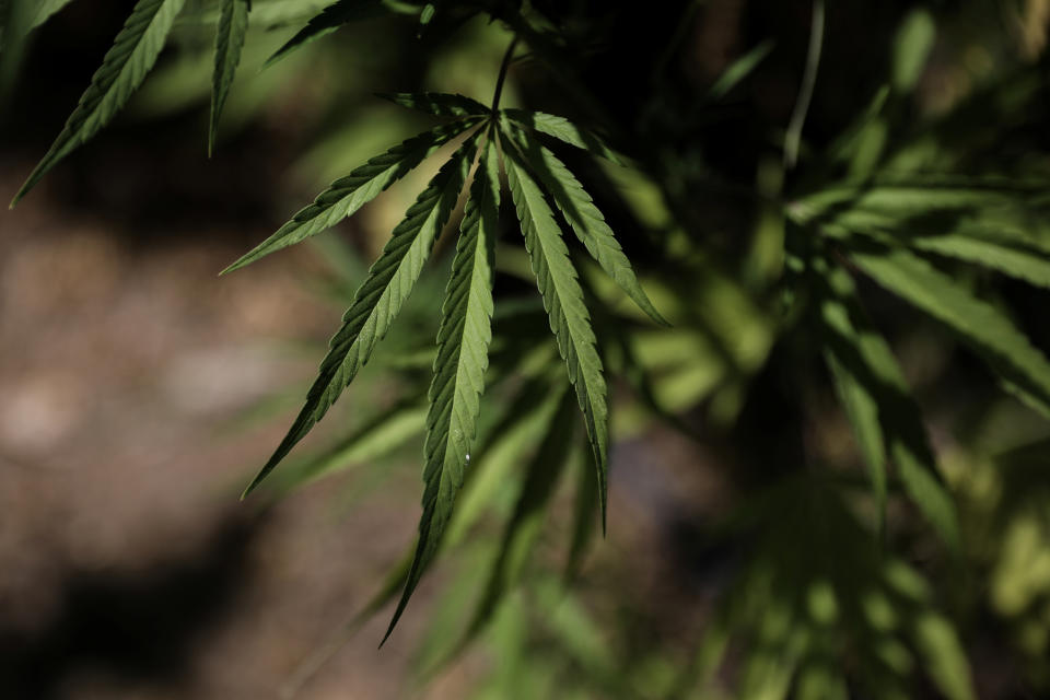 Leaves of a Carmagnola hemp strain plant at a medical cannabis plantation in Trikala, Greece, August 26, 2019. REUTERS/Stelios Misinas