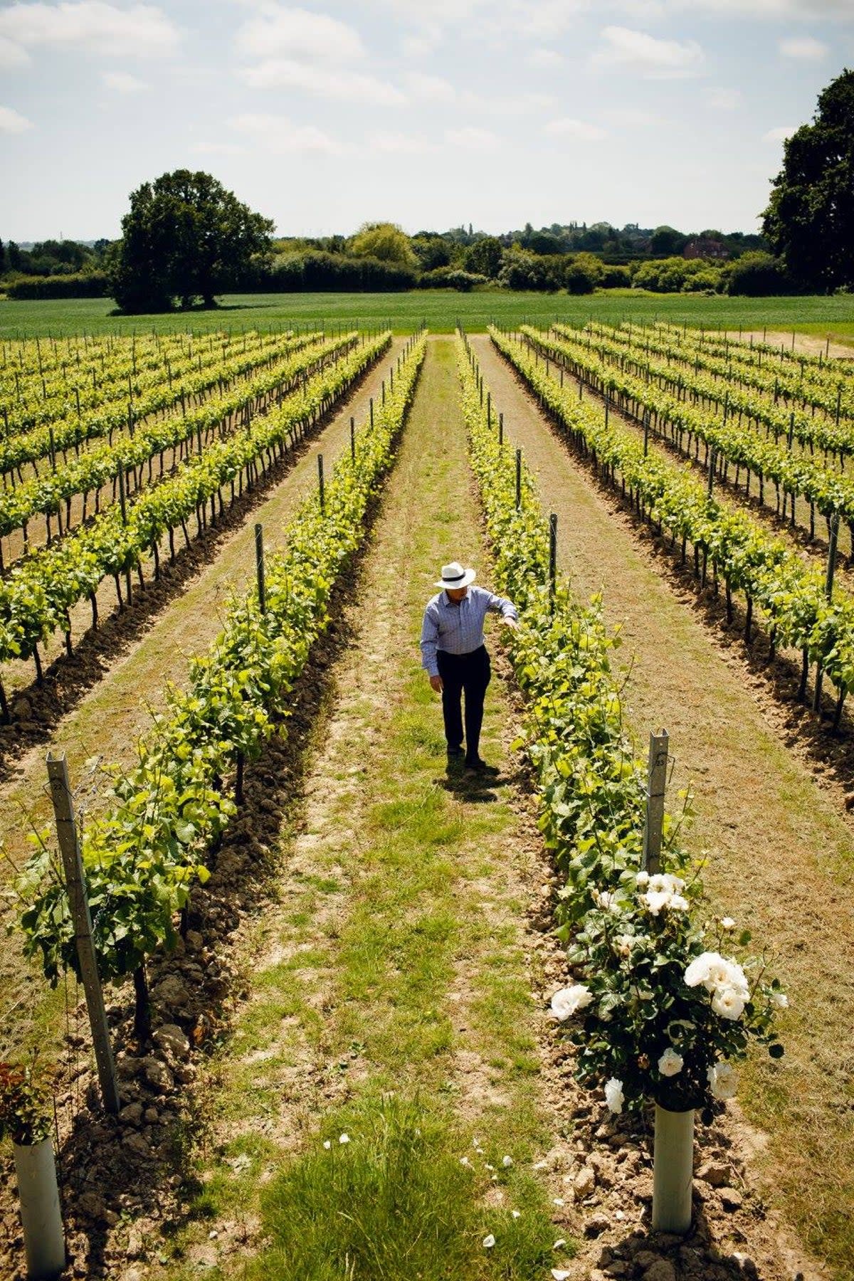 Fizzy winners: English wine is booming  (Gusbourne Facebook)
