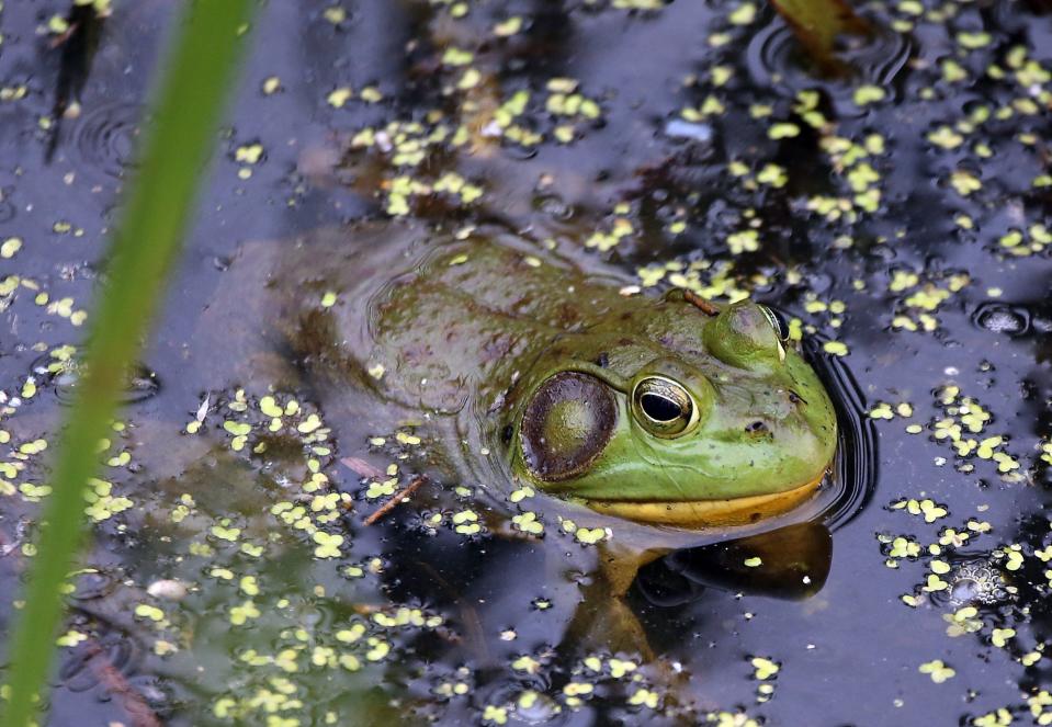 A frog comes up for air in Lake St. Clair Metro Park in Harrison Township.