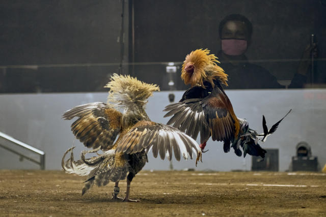 Online Cockfighting Wagers Rake In Billions In The Philippines