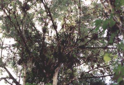 <b>This tree has become covered in epiphytes. Note the vines and thick root balls that have formed in the branches.</b> Photo courtesy Todd Fearer