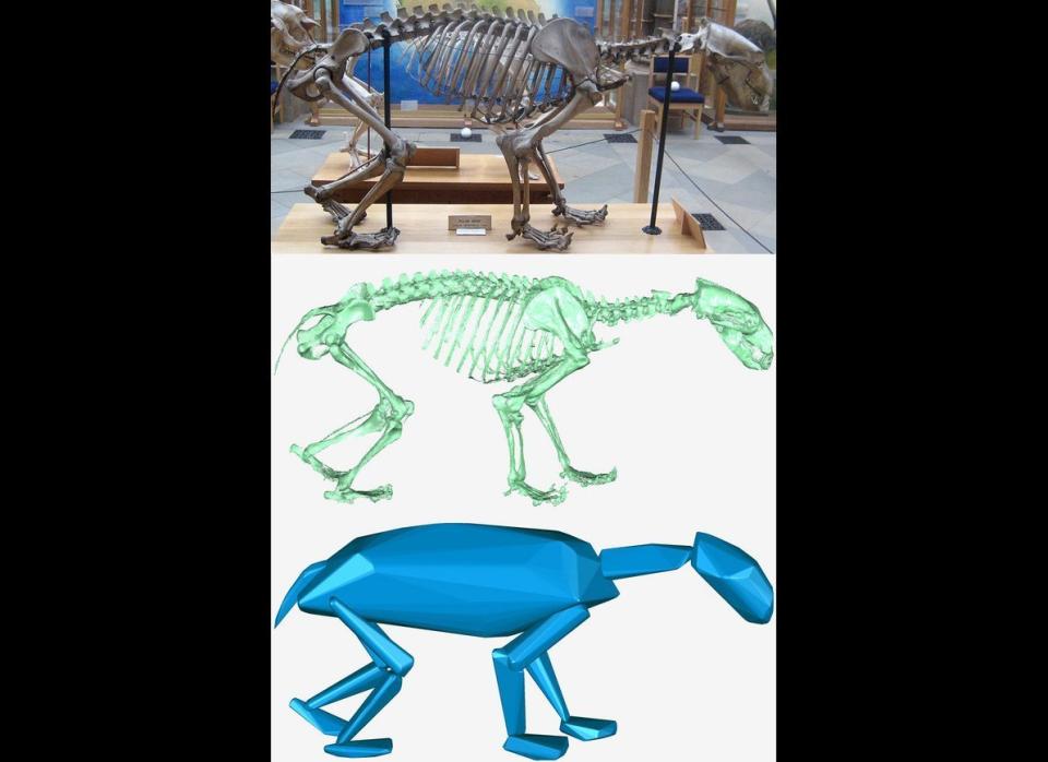 Diagram illustrating how a skeleton is turned into a computer model of an animal.