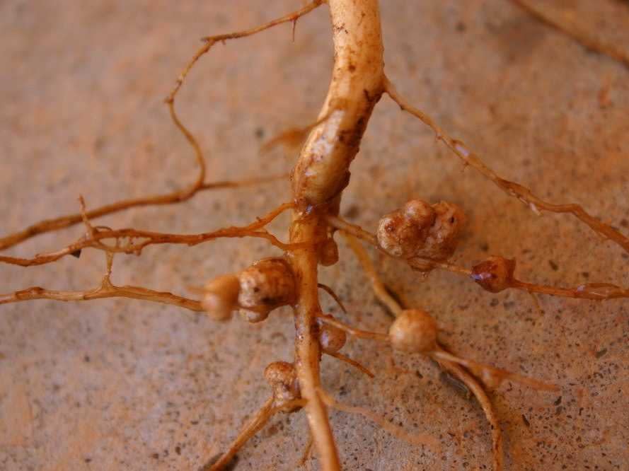 Rhizobia_nodules_on_Vigna_unguiculata